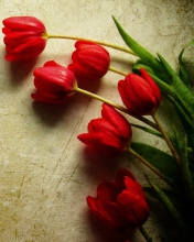 Red Tulips wallpaper 176x220