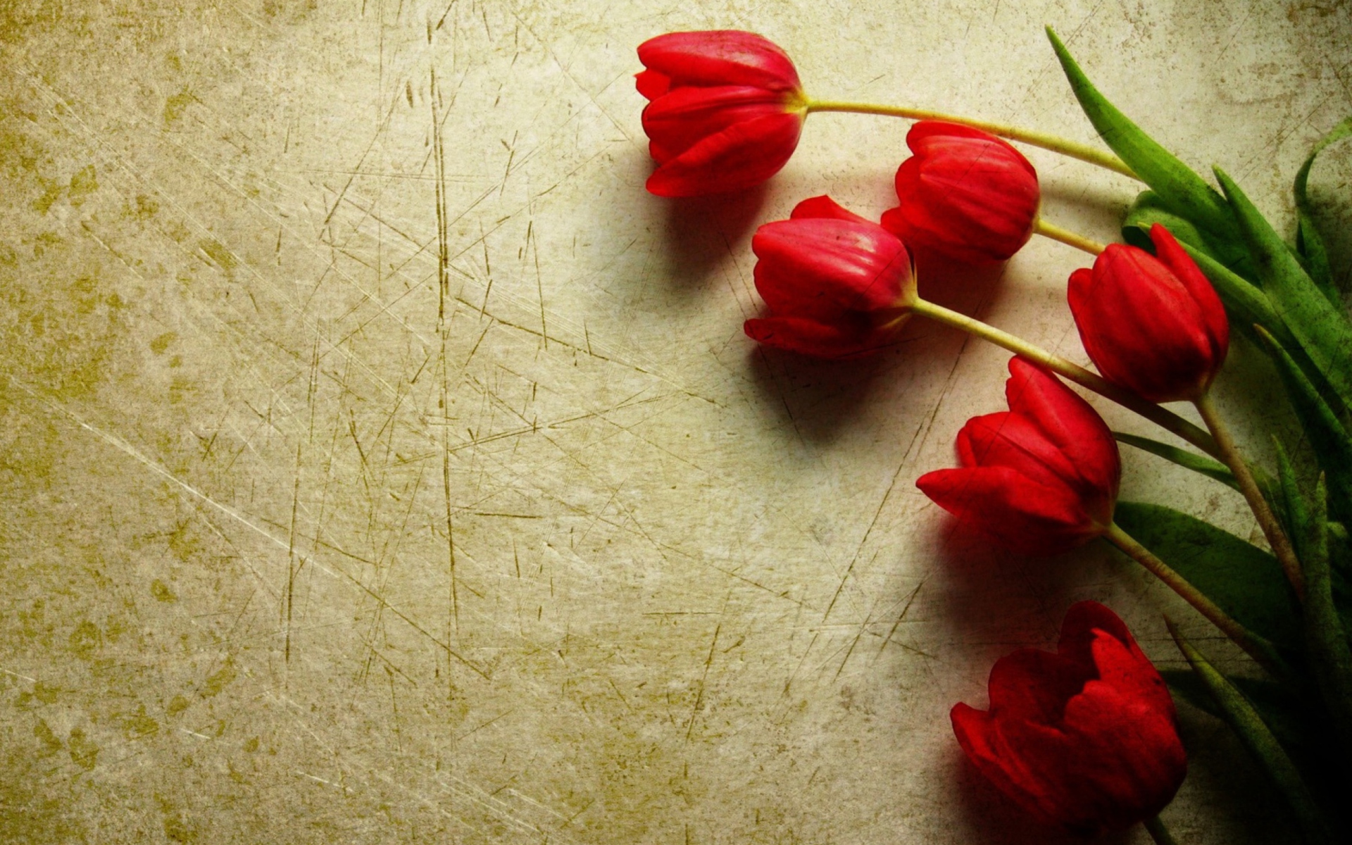 Das Red Tulips Wallpaper 1920x1200