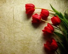 Red Tulips wallpaper 220x176