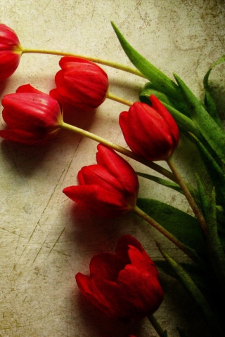 Обои Red Tulips 320x480