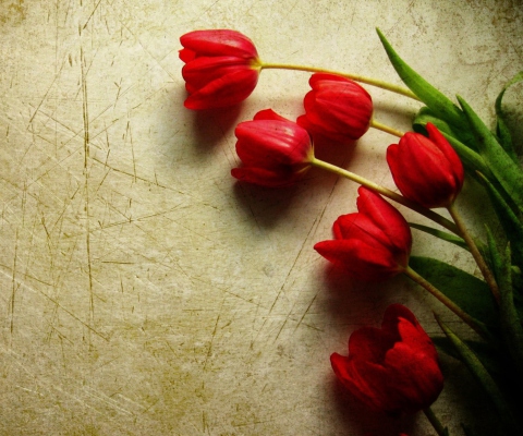 Red Tulips wallpaper 480x400
