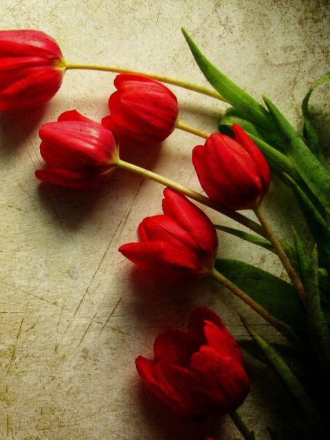 Das Red Tulips Wallpaper 480x640