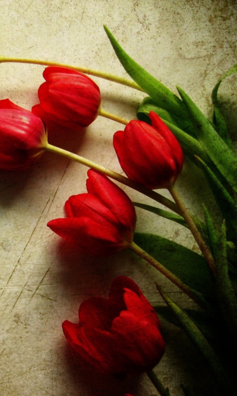 Das Red Tulips Wallpaper 480x800