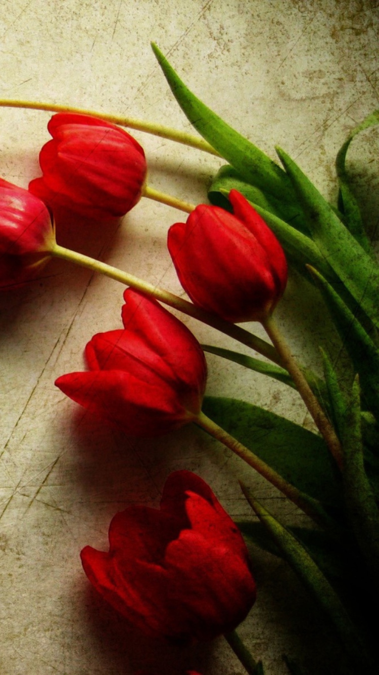 Обои Red Tulips 750x1334
