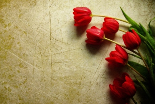 Free Red Tulips Picture for Android, iPhone and iPad