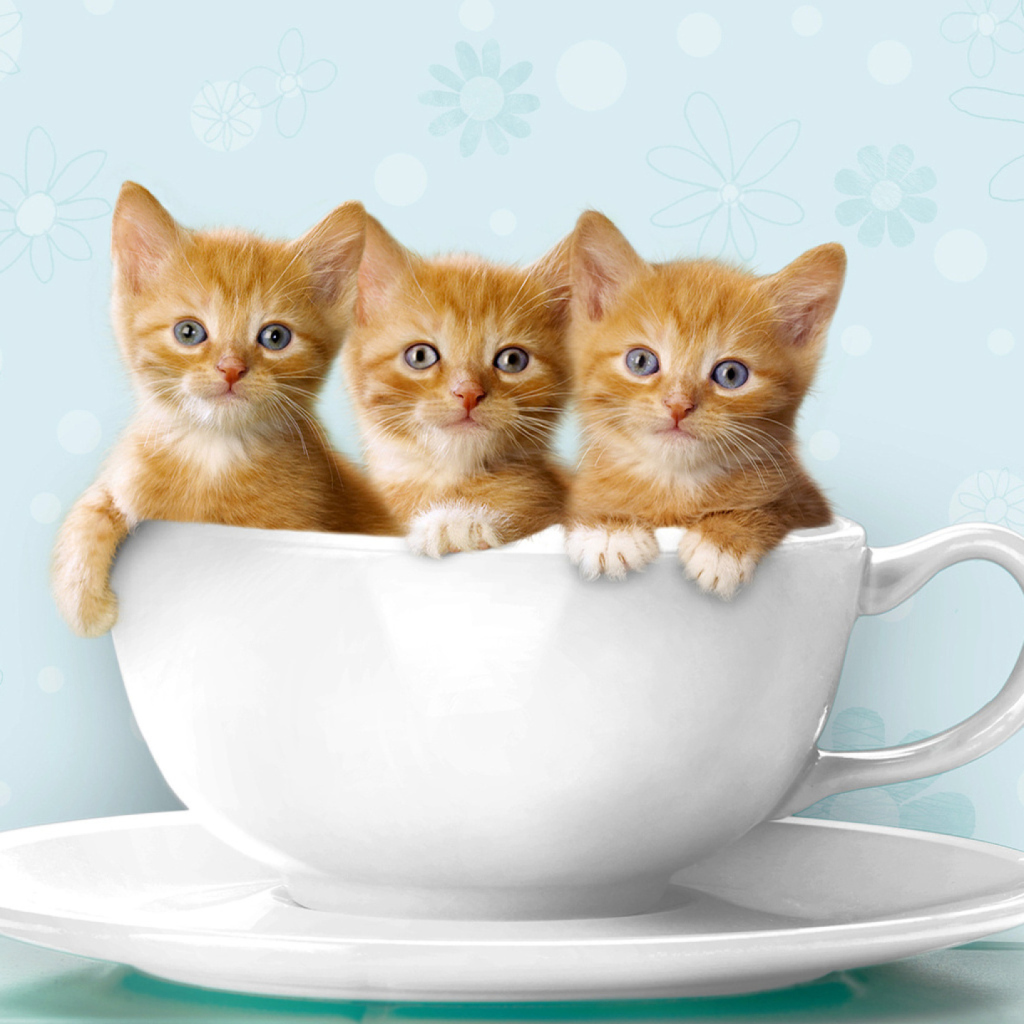 Das Ginger Kitten In Cup Wallpaper 1024x1024