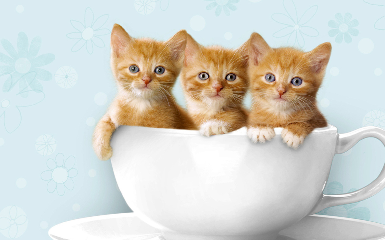 Ginger Kitten In Cup wallpaper 1280x800