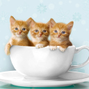Ginger Kitten In Cup wallpaper 128x128