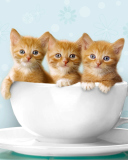 Обои Ginger Kitten In Cup 128x160