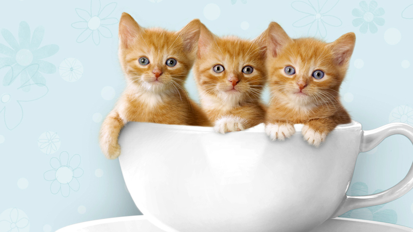 Das Ginger Kitten In Cup Wallpaper 1366x768