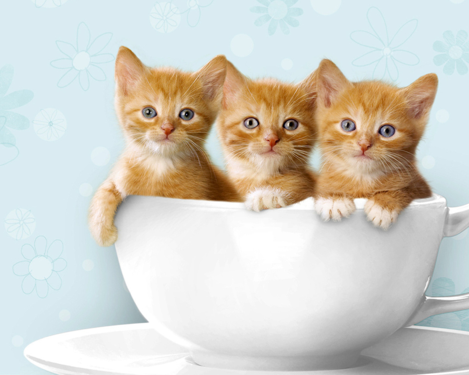 Обои Ginger Kitten In Cup 1600x1280
