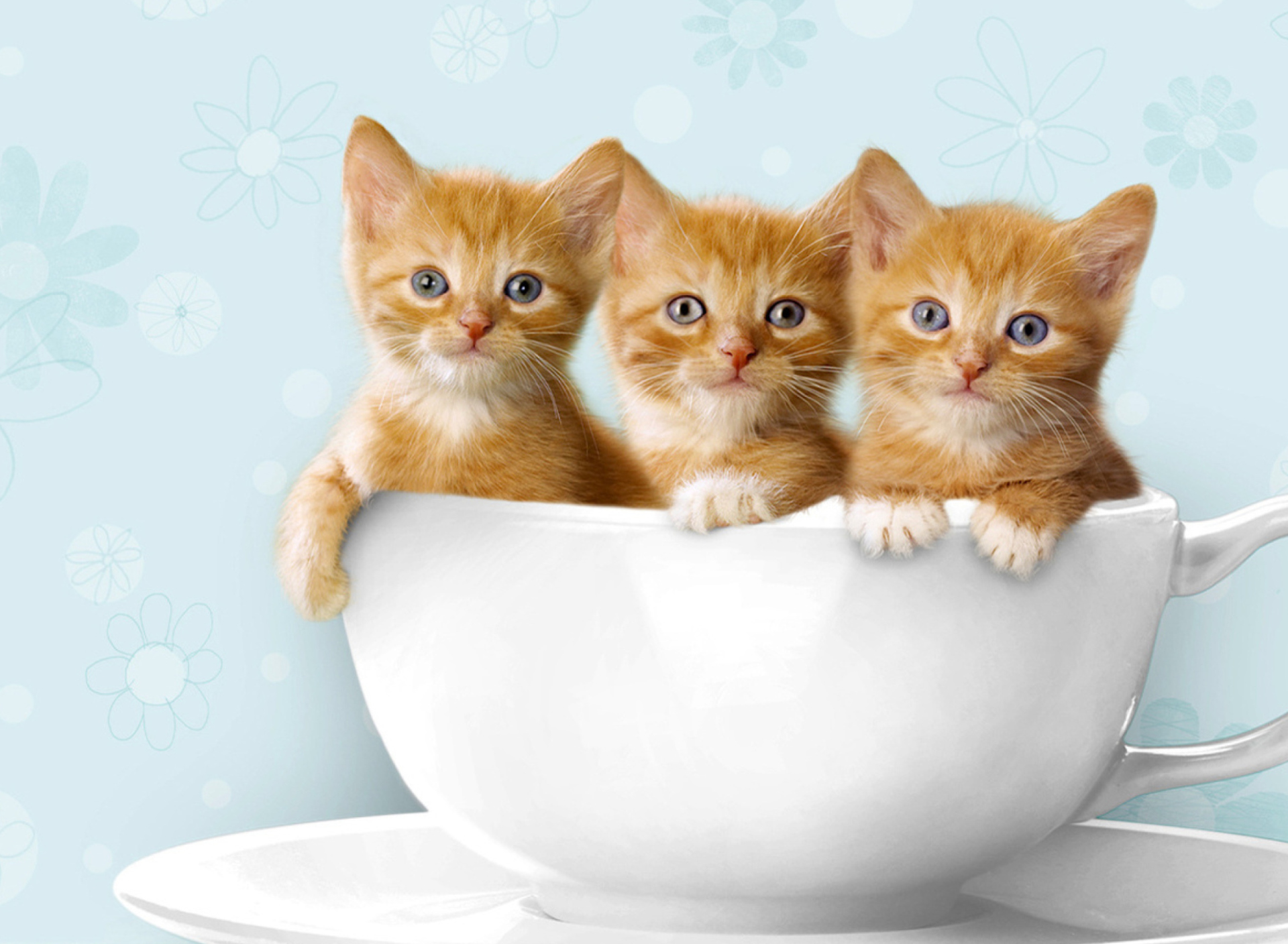 Обои Ginger Kitten In Cup 1920x1408