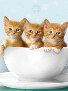 Das Ginger Kitten In Cup Wallpaper 240x320