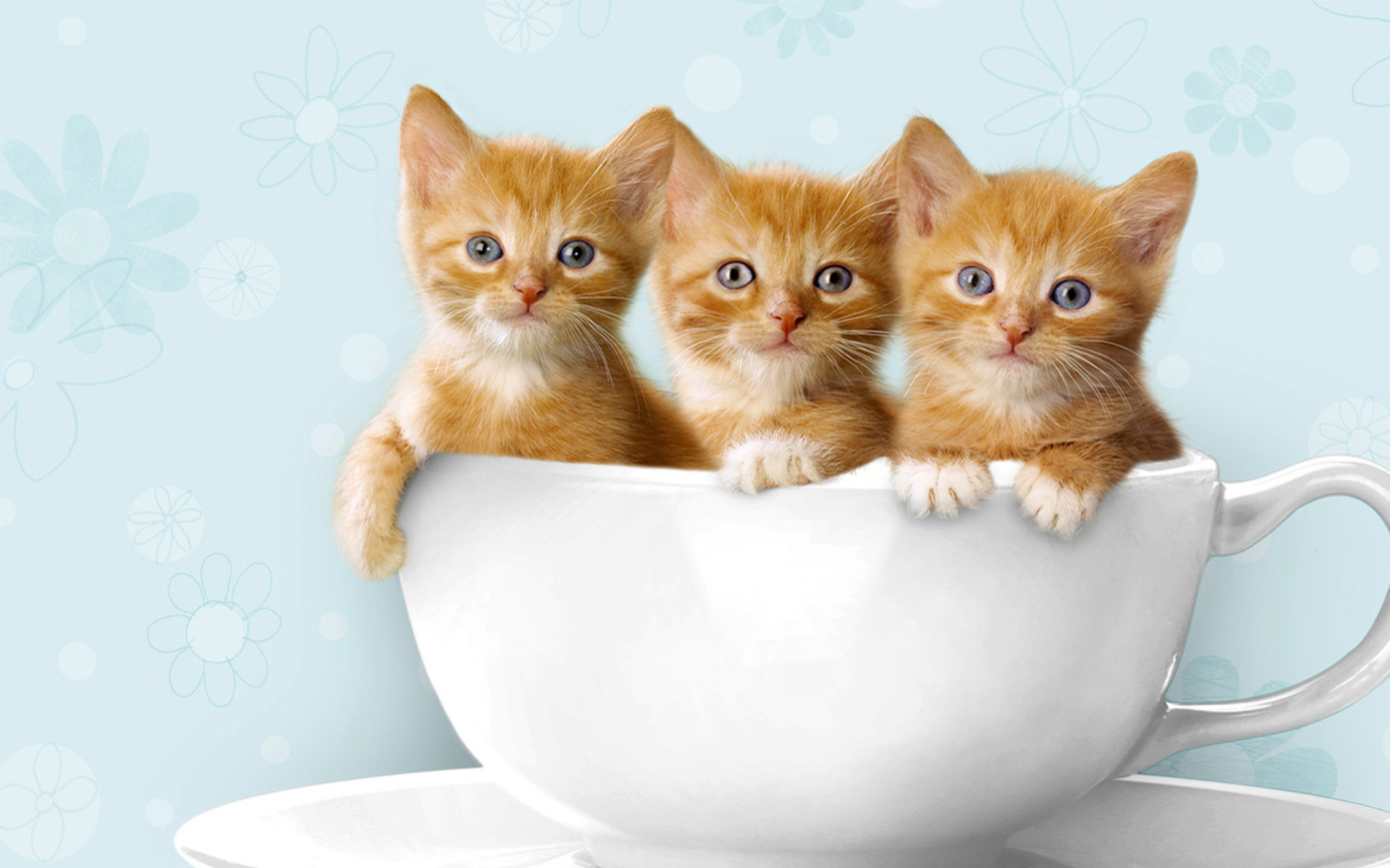 Das Ginger Kitten In Cup Wallpaper 2560x1600