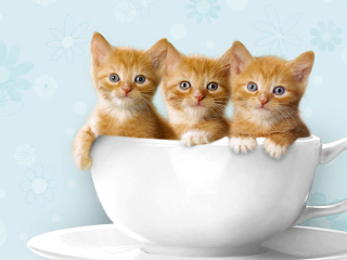 Обои Ginger Kitten In Cup 320x240