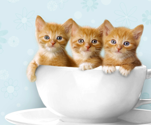 Das Ginger Kitten In Cup Wallpaper 480x400