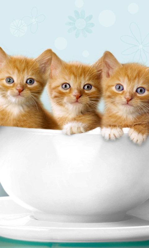 Обои Ginger Kitten In Cup 480x800