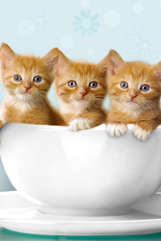 Обои Ginger Kitten In Cup 640x960