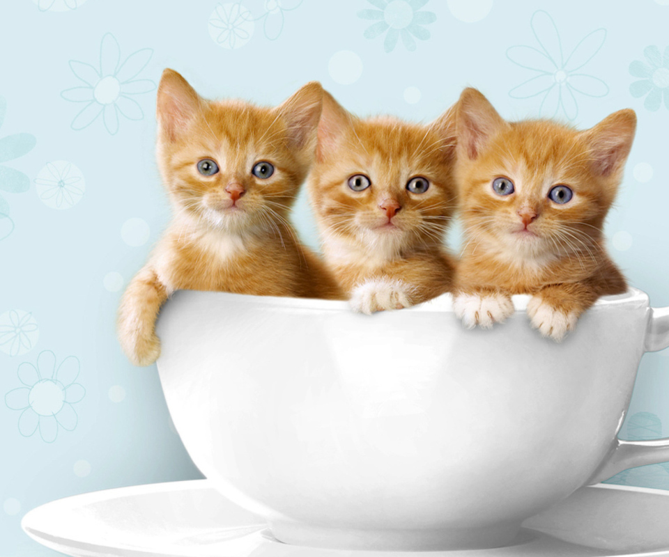 Обои Ginger Kitten In Cup 960x800