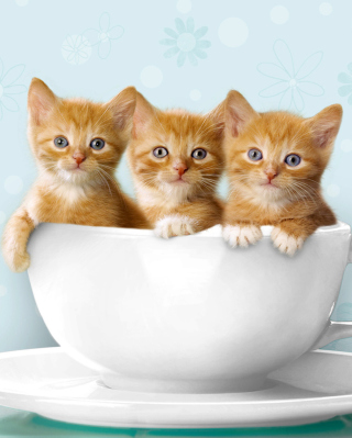 Kostenloses Ginger Kitten In Cup Wallpaper für Nokia Lumia 925