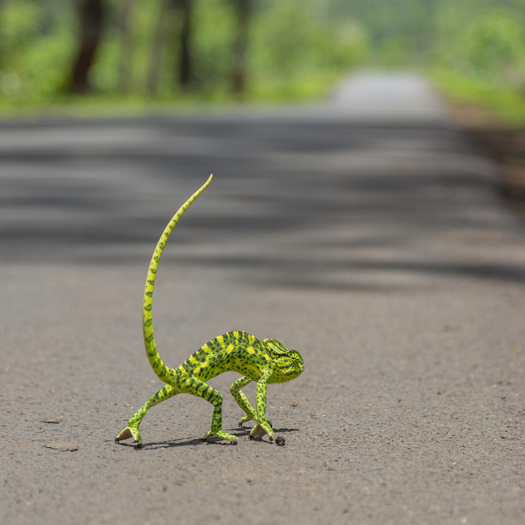 Chameleon Walk wallpaper 1024x1024