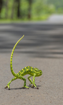 Chameleon Walk screenshot #1 240x400