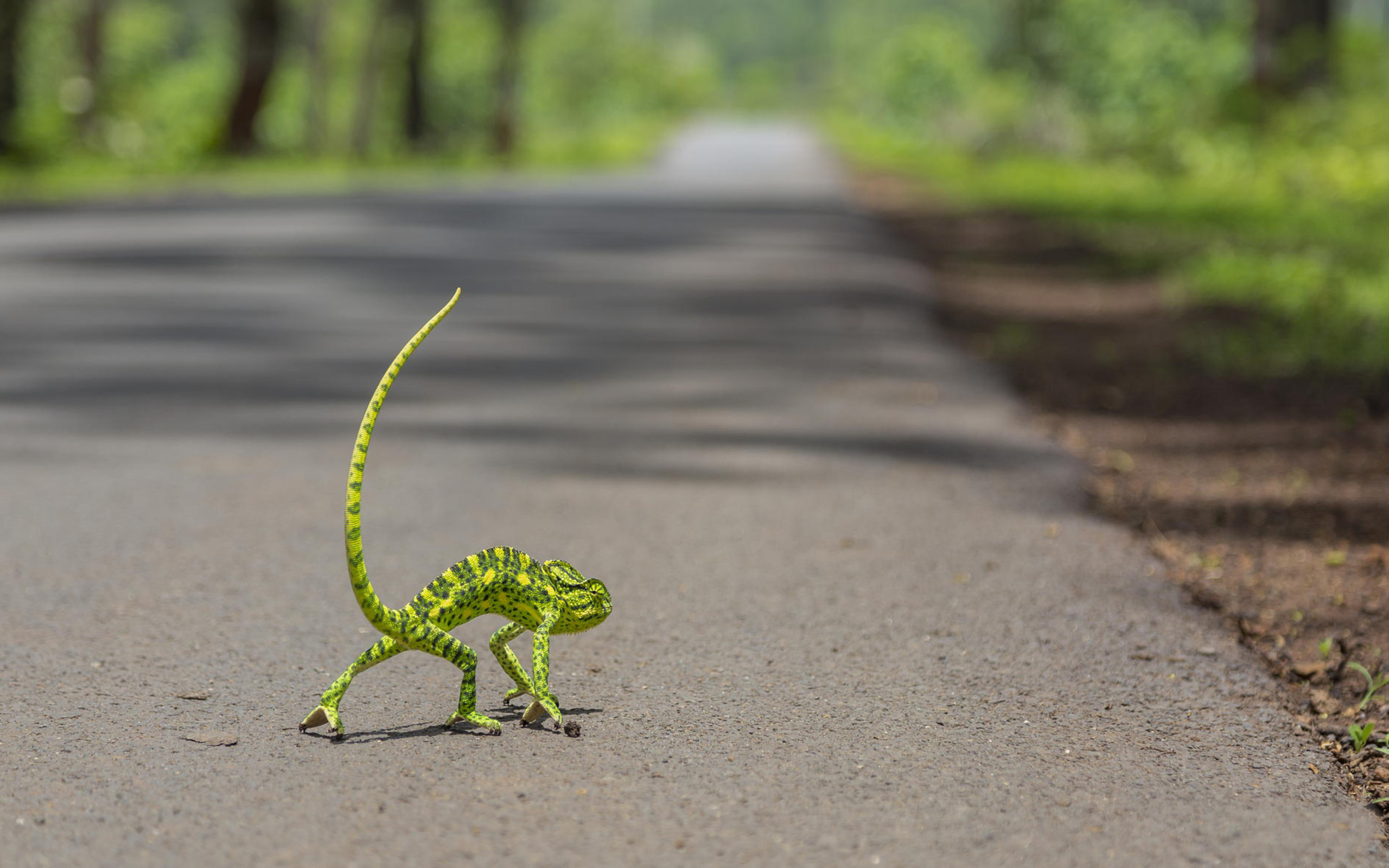 Das Chameleon Walk Wallpaper 2560x1600