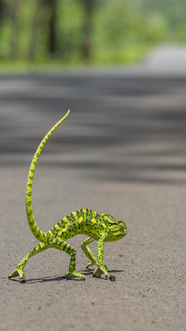 Das Chameleon Walk Wallpaper 640x1136