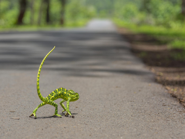 Chameleon Walk wallpaper 640x480