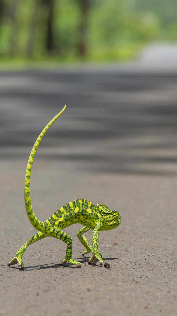 Chameleon Walk screenshot #1 750x1334