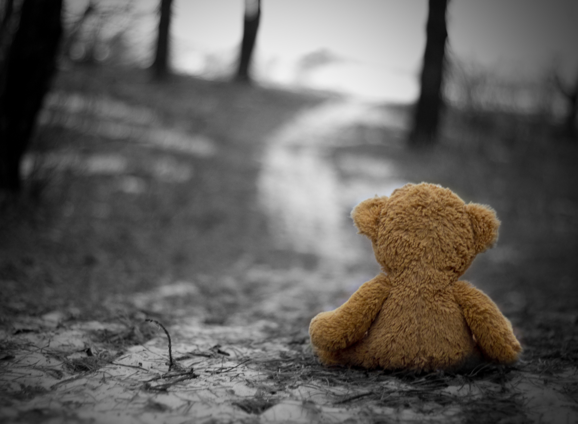 Fondo de pantalla Lonely Bear 1920x1408