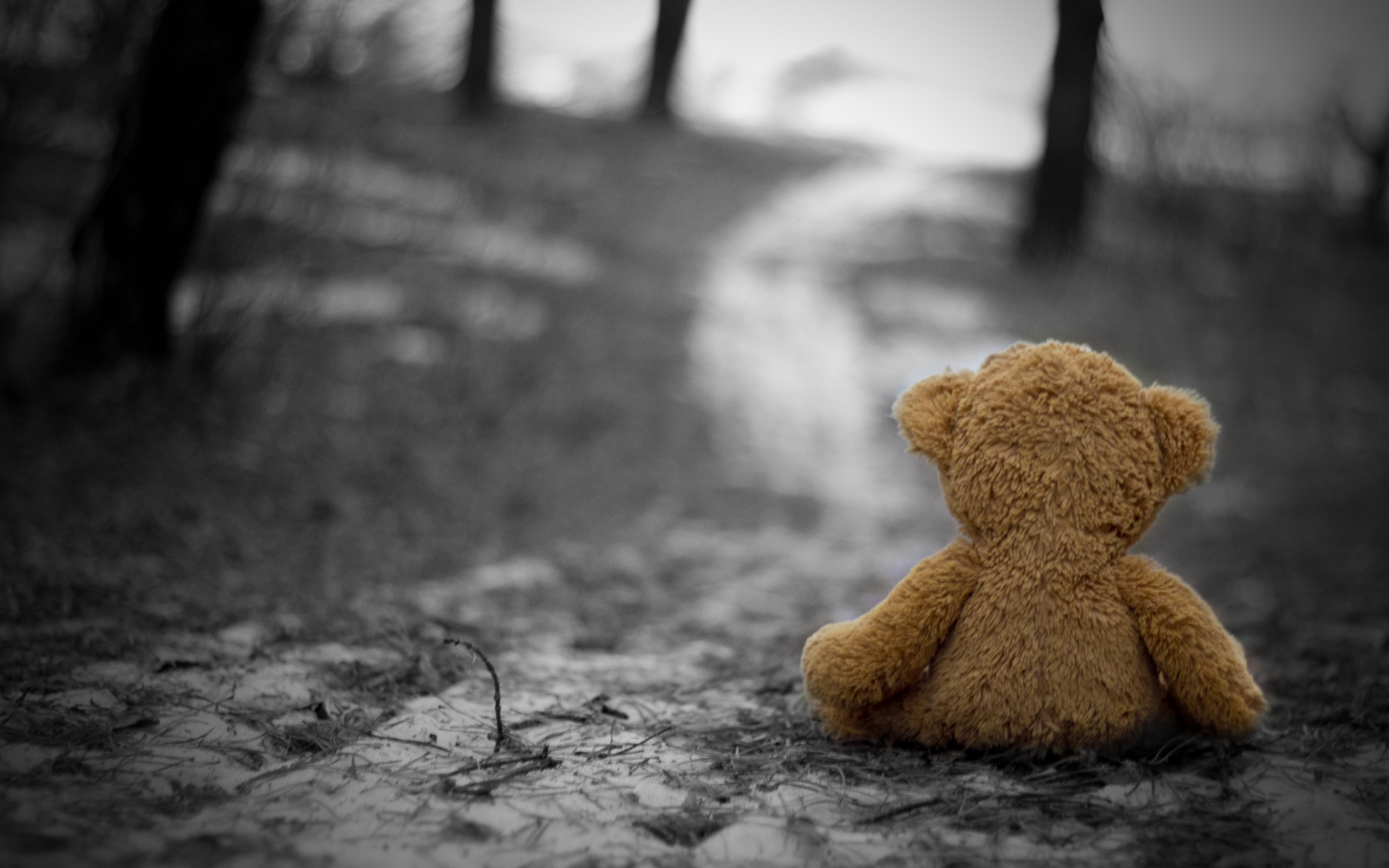 Lonely Bear wallpaper 2560x1600