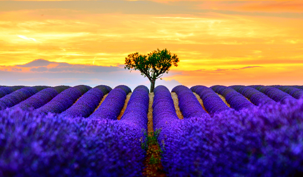 Best Lavender Fields Provence wallpaper 1024x600