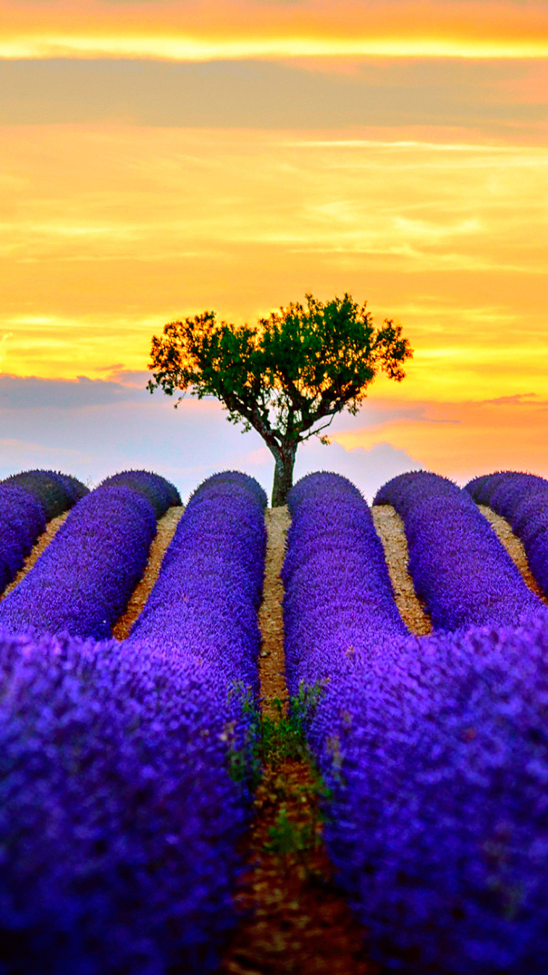 Обои Best Lavender Fields Provence 1080x1920