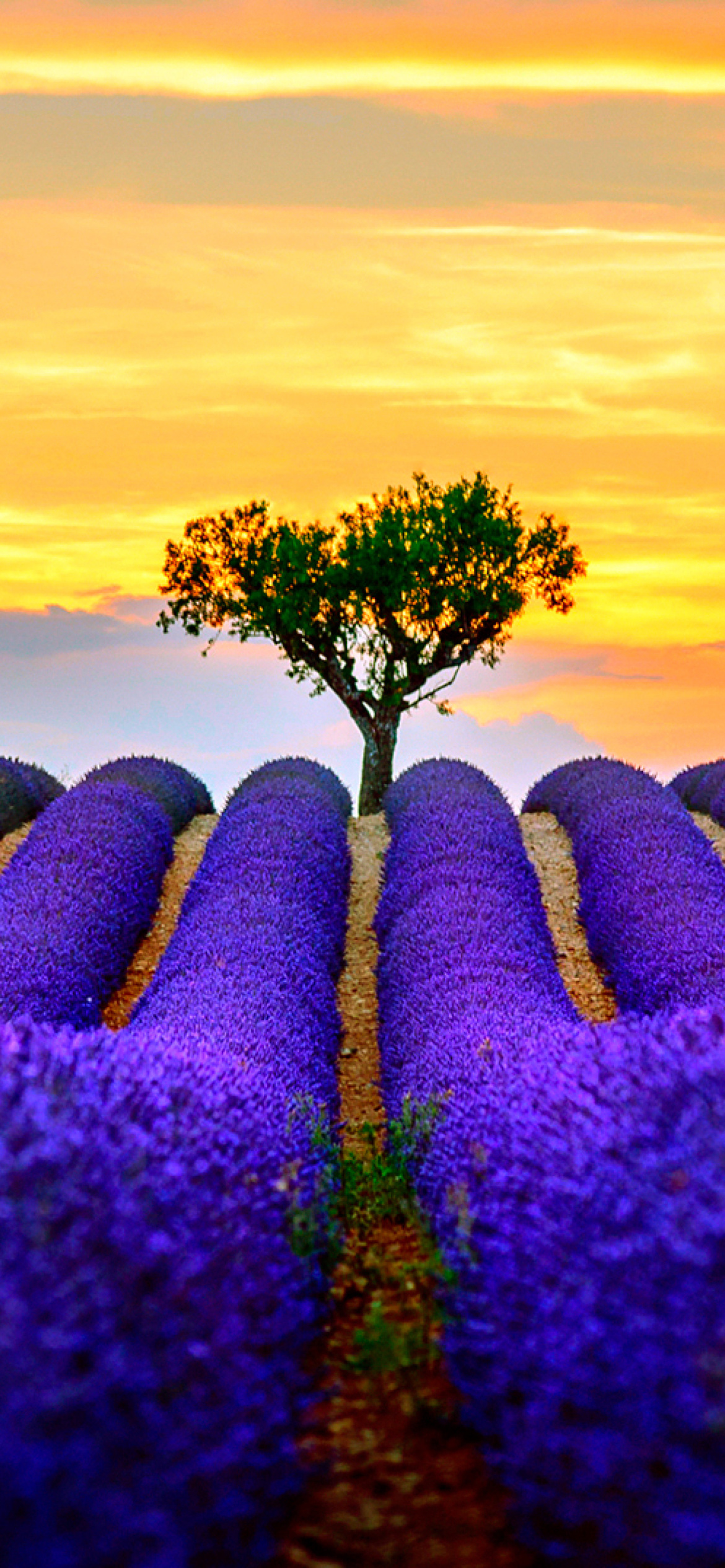 Обои Best Lavender Fields Provence 1170x2532