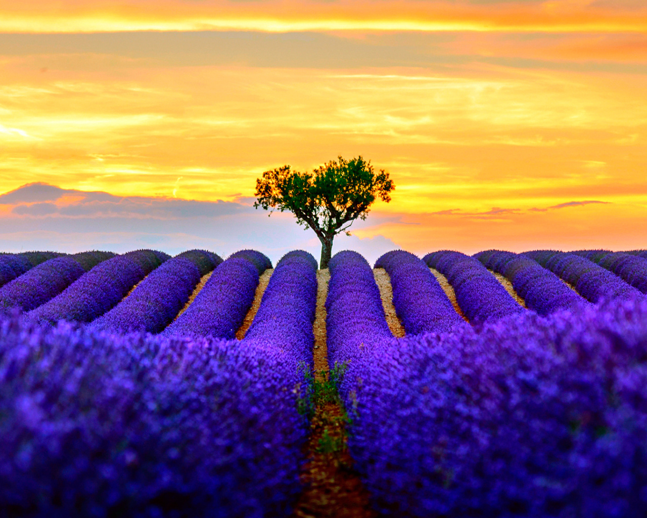 Best Lavender Fields Provence wallpaper 1280x1024