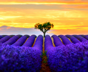 Das Best Lavender Fields Provence Wallpaper 176x144