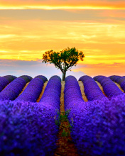 Best Lavender Fields Provence wallpaper 176x220