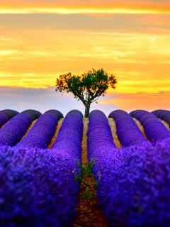 Das Best Lavender Fields Provence Wallpaper 240x320
