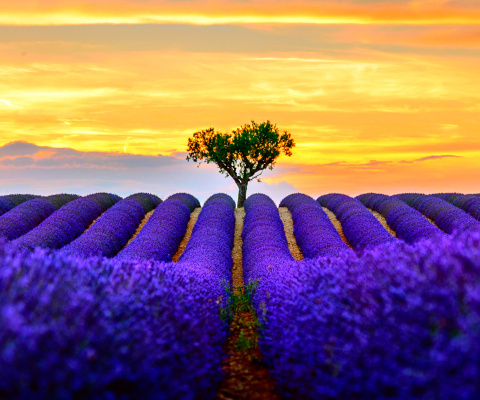Обои Best Lavender Fields Provence 480x400