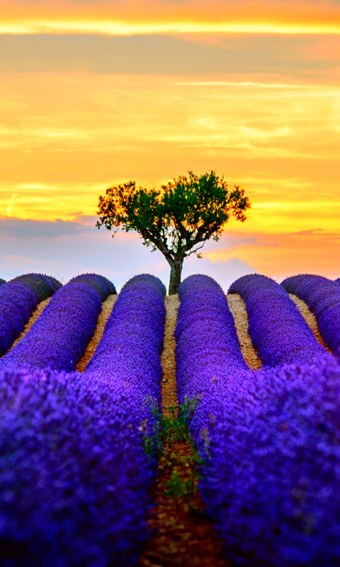 Das Best Lavender Fields Provence Wallpaper 480x800
