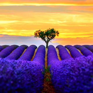 Best Lavender Fields Provence - Obrázkek zdarma pro iPad Air