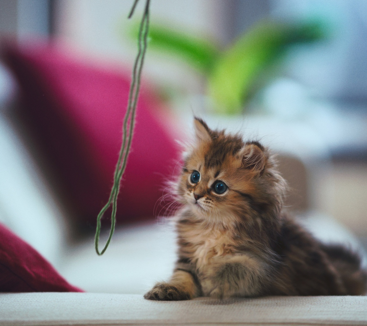 Das Kitten Wallpaper 1440x1280