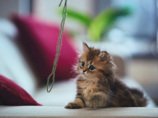 Kitten wallpaper 320x240