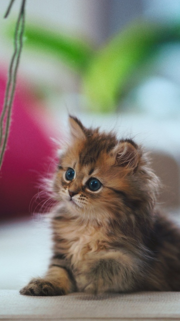 Kitten wallpaper 360x640