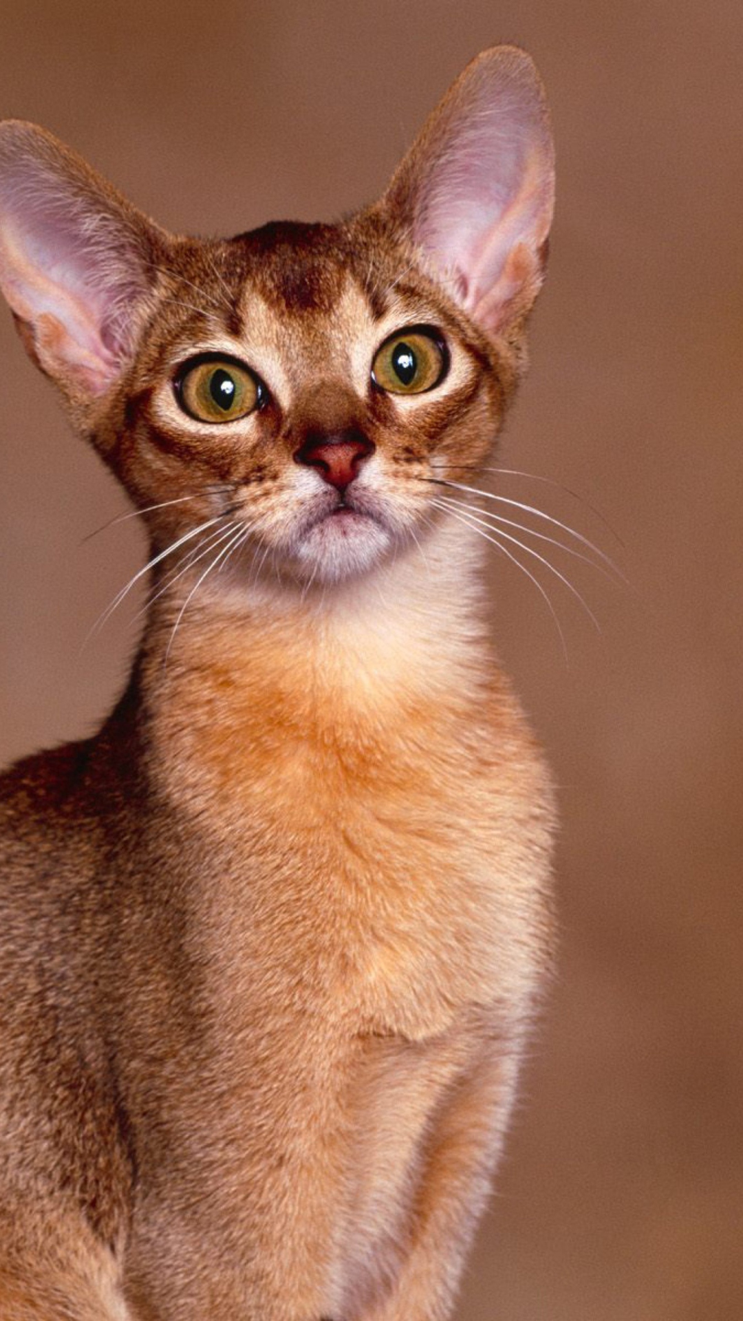 Sfondi Oriental Shorthair Cat 1080x1920