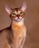 Обои Oriental Shorthair Cat 128x160