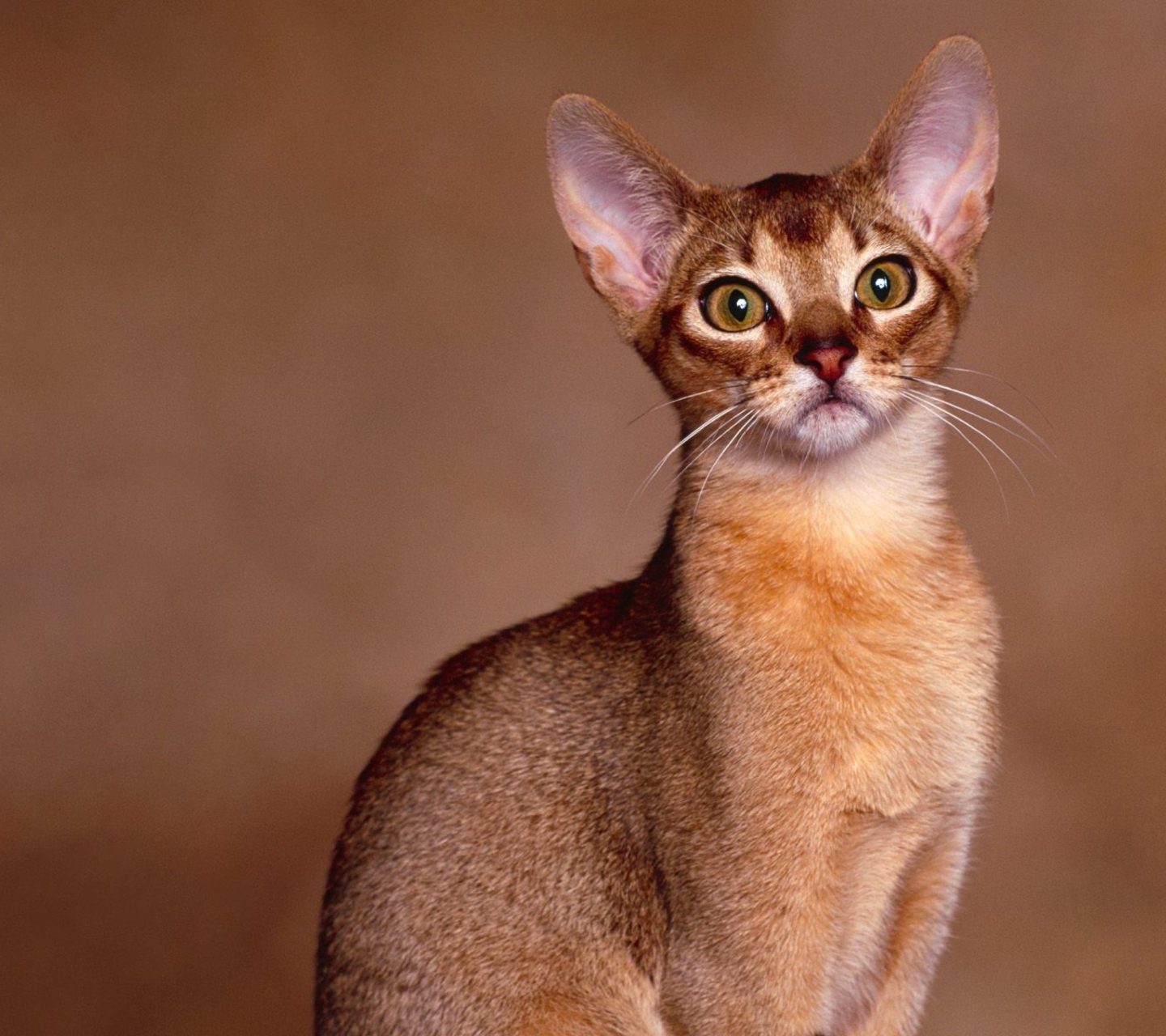 Sfondi Oriental Shorthair Cat 1440x1280