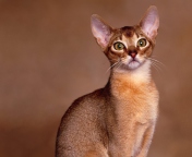 Sfondi Oriental Shorthair Cat 176x144