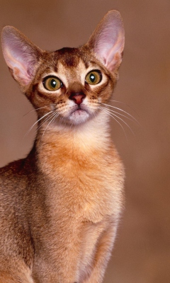 Oriental Shorthair Cat screenshot #1 240x400